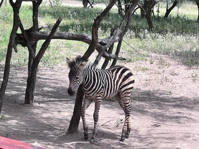 Turaco Lodge - No Loadshedding Marloth Park Exterior foto