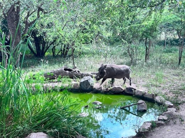 Turaco Lodge - No Loadshedding Marloth Park Exterior foto